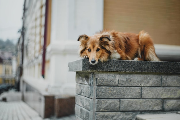 Shetland-Schäferhund in der Stadt