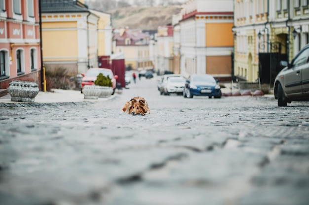 Shetland-Schäferhund in der Stadt