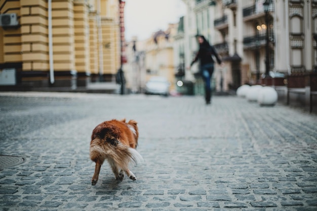 Shetland-Schäferhund in der Stadt