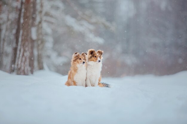 Shetland Sheep Dog im Schnee Hunde im Winter Hunde spielen im Schnee