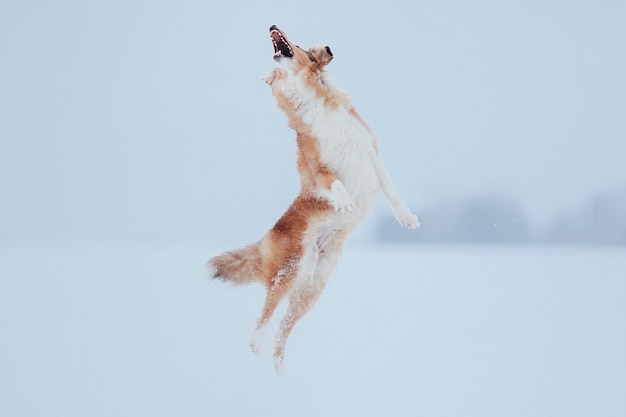 Shetland sheepdog brincando na neve