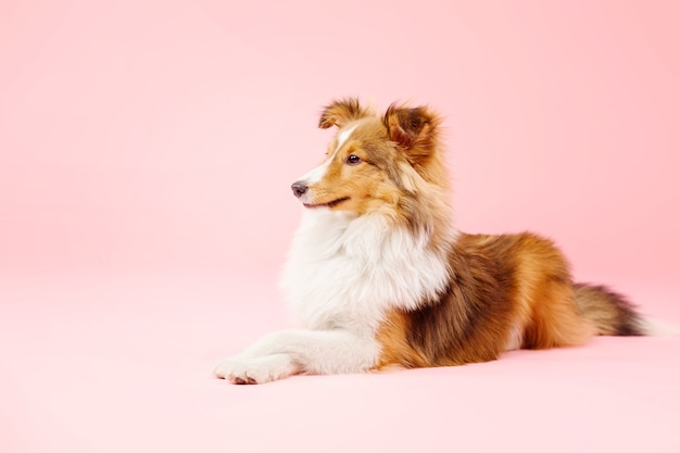 Shetland Sheepdog Hund im Fotostudio auf rosa Hintergrund