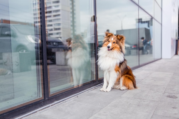 Shetland Sheepdog Perro Sheltie en la ciudad