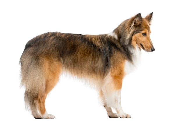 Shetland Sheepdog pulando em frente a uma parede branca