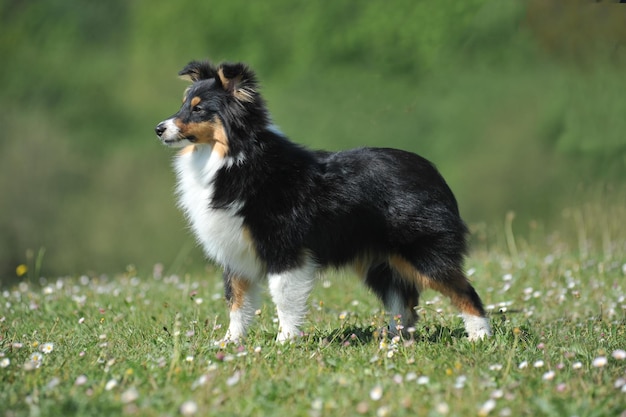 Shetland Sheepdog reinrassiger Hund auf dem Gras