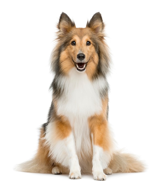 Shetland Sheepdog sentado em frente a uma parede branca