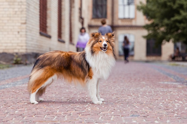 Shetland Sheepdog Sheltie dog na cidade velha