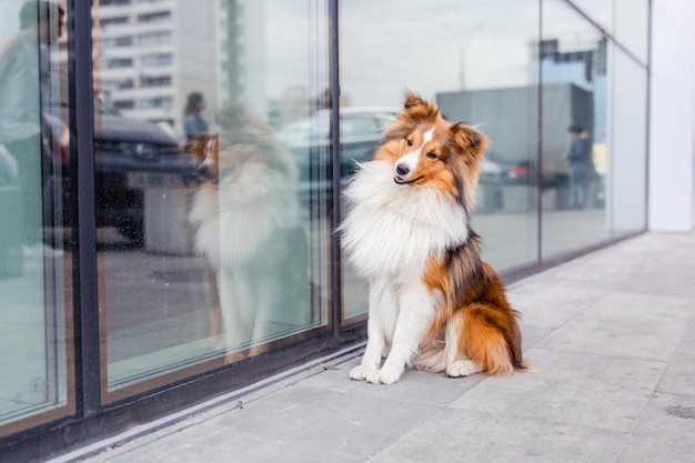 Shetland Sheepdog Sheltie-Hund in der Stadt