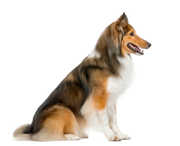 Shetland Sheepdog sitzt vor einer weißen Wand