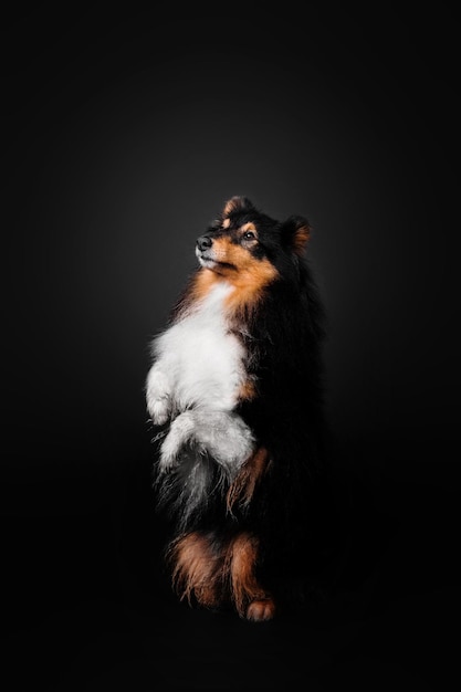 Shetland Sheepdog sobre fondo negro Hermoso perro Sheltie esponjoso sobre negro Truco de perro