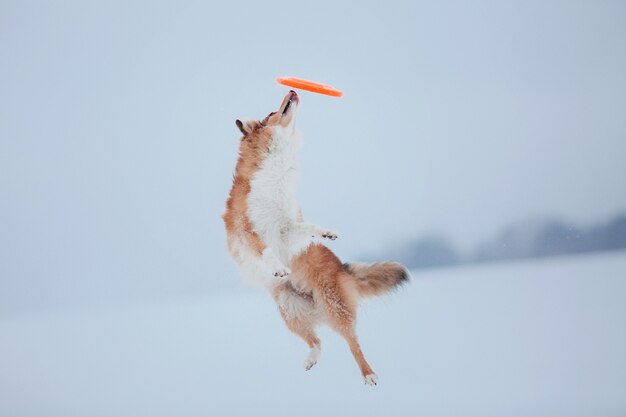 Shetland Sheepdog spielt im Schnee