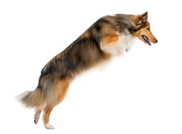 Shetland Sheepdog springt vor einer weißen Wand