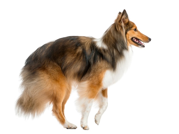 Shetland Sheepdog springt vor einer weißen Wand