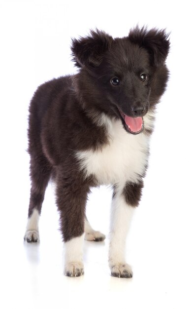 Shetland Sheepdog steht