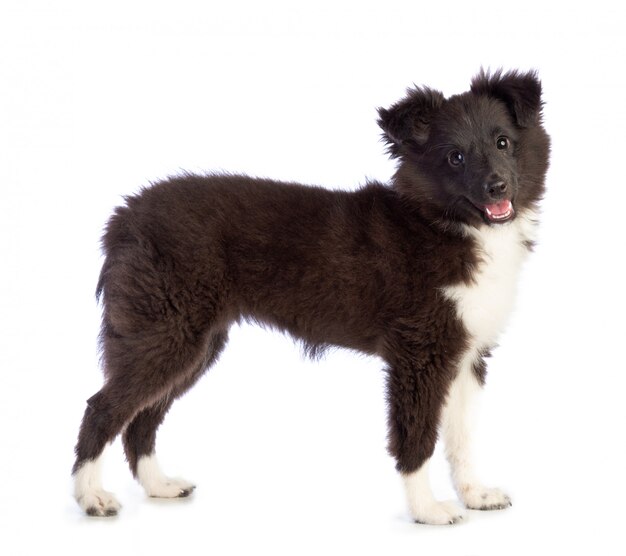 Shetland Sheepdog steht