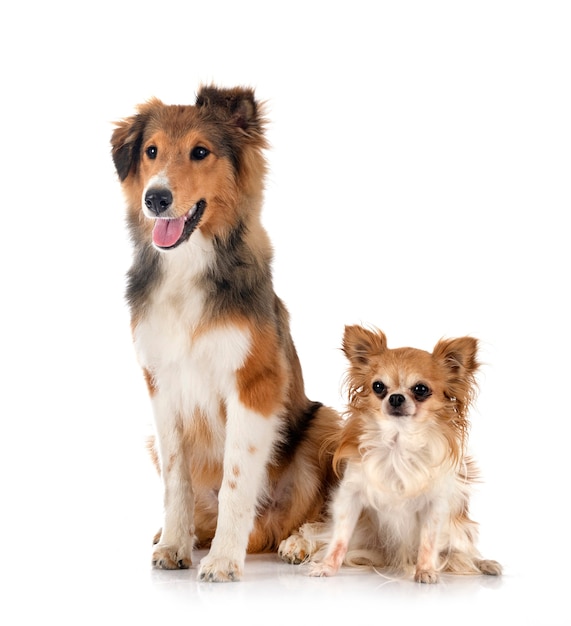 Shetland Sheepdog und Chihuahua vor weißem Hintergrund