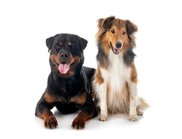 Shetland Sheepdog und Rottweiler