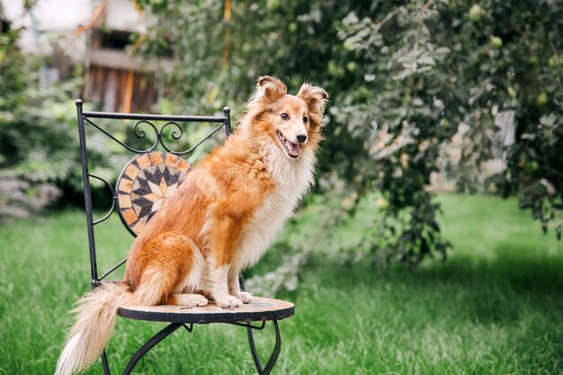 Shetland Shepherd Hund blickt nach oben Grünes Gras Lustiger Hund