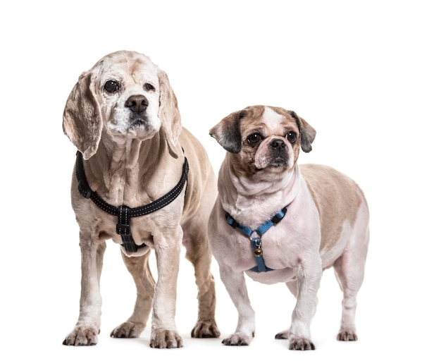 Shi Tzu y Cocker Spaniel perros de pie