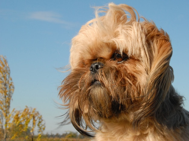 Shi tzu