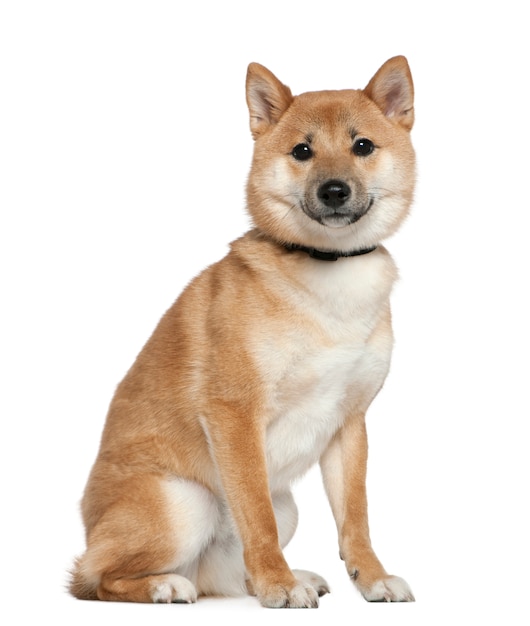 Shiba Inu, 11 meses de edad, sentada frente a una pared blanca