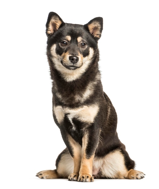 Shiba inu 11 Monate sitzend vor weißem Hintergrund