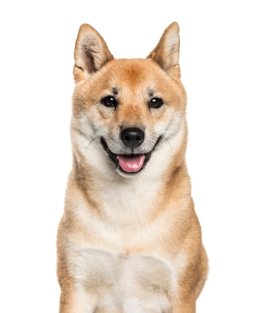 Shiba Inu, 2 años, delante de un fondo blanco