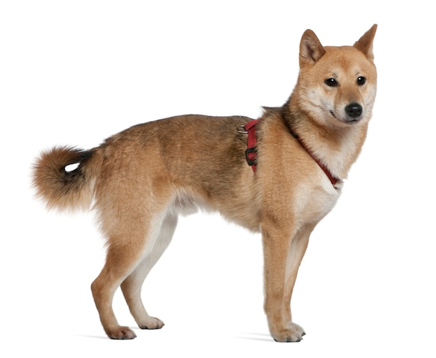 Shiba inu, 2 años de edad, de pie frente a la pared blanca