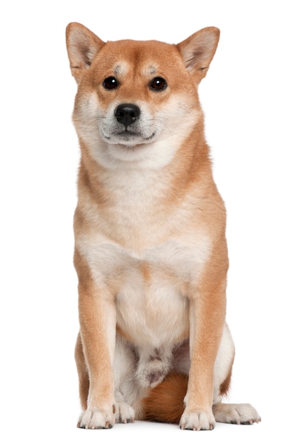 Shiba inu con 4 años. Retrato de perro aislado