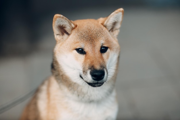 Shiba inu animal de estimação cão nacional japonês oudoors