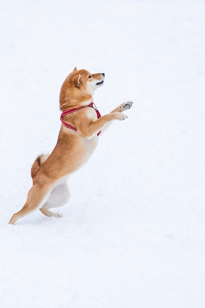 Shiba inu auf der Straße im Winter spielt