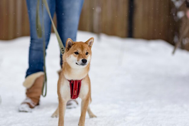 Shiba inu auf der Straße im Winter spielt