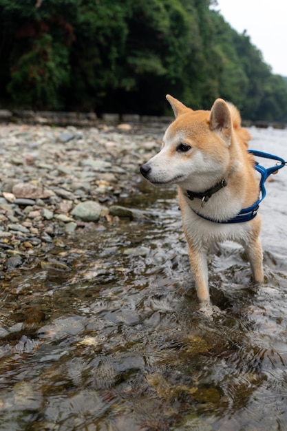 Shiba inu auf einem Wanderweg Nahaufnahme des süßen Shiba inu Rassehundes, der gähnt und klebt