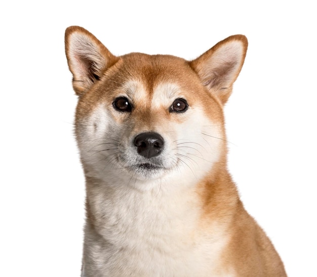 Shiba Inu Blick in die Kamera vor weißem Hintergrund