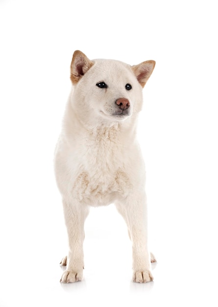 Shiba inu branco na frente de fundo branco