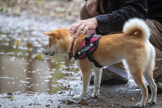 Shiba inu cachorro agitando água shiba inu cachorros em um olhar para a água