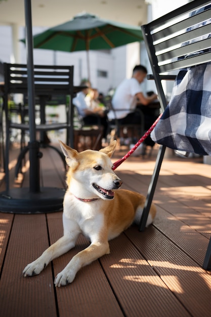 Foto shiba inu cachorro dando um passeio