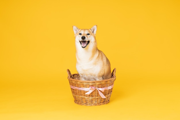 Shiba Inu cachorro fofo em fundo amarelo