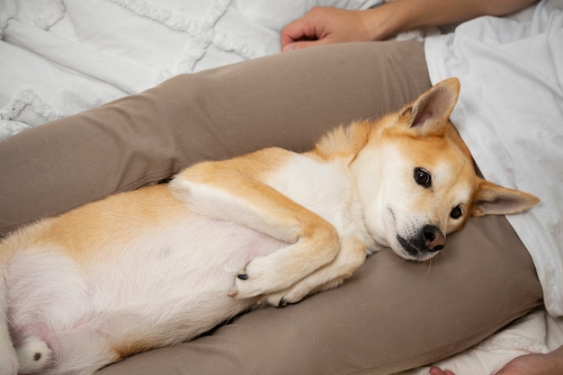 Foto shiba inu cachorro relaxando na cama