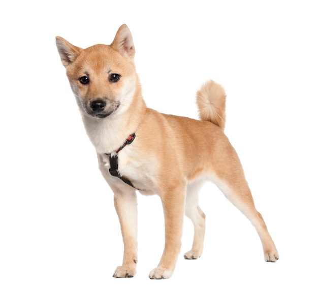 Shiba inu cachorro