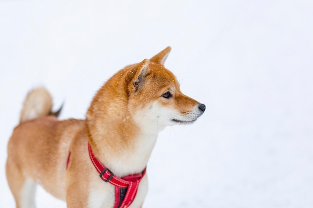 Shiba inu en la calle en juegos de invierno