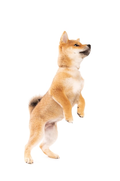 Shiba Inu cão de raça japonesa