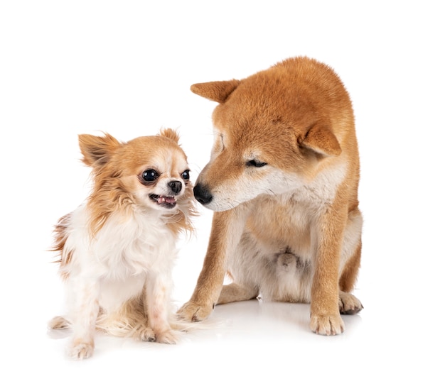 Shiba inu y chihuahua