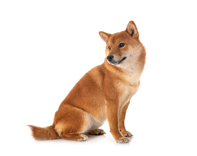 shiba inu delante de un fondo blanco