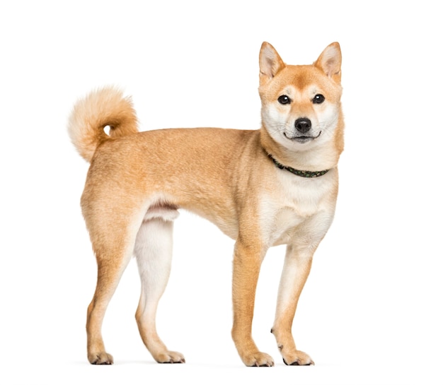 Shiba Inu delante de un fondo blanco