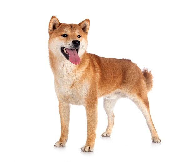 Shiba inu delante de un fondo blanco