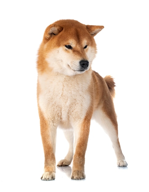 Shiba inu delante de un fondo blanco