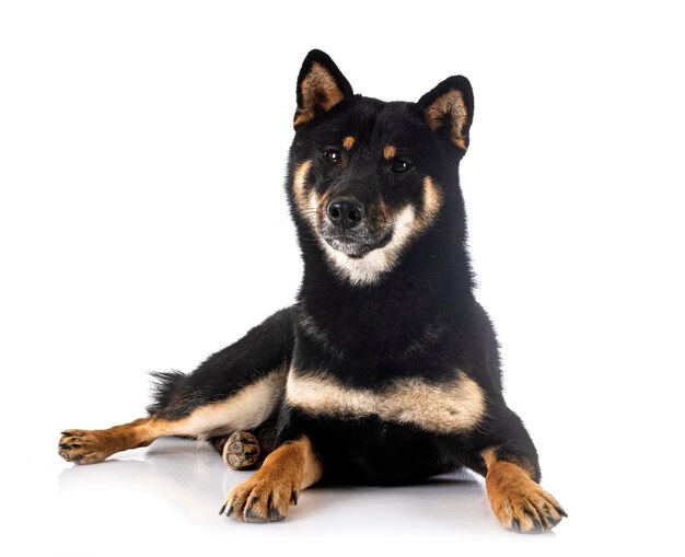 Shiba inu delante de un fondo blanco