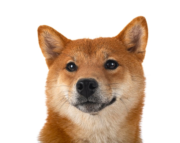 shiba inu em estúdio