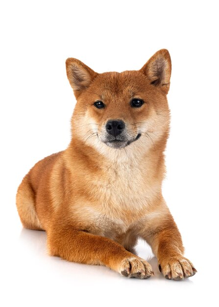 shiba inu em estúdio